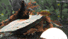 aqua26.jpg (29045 Byte)