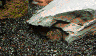 wpe6.jpg (24622 Byte)