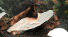 wpeA.jpg (17665 Byte)