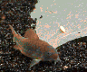 wpeB.jpg (9331 Byte)