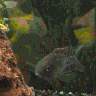 wpeC.jpg (4962 Byte)