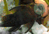aqua39.jpg (28212 Byte)