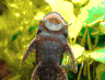 aqua41.jpg (39672 Byte)