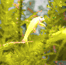 aqua42.jpg (23239 Byte)