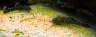 aqua45.jpg (14394 Byte)