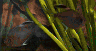 aqua47.jpg (21555 Byte)