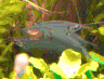 aqua48.jpg (28905 Byte)