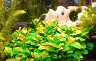 aqua49.jpg (43666 Byte)