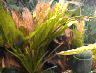 aqua50.jpg (37984 Byte)