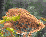 aqua51.jpg (18673 Byte)