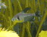 aqua52.jpg (18312 Byte)