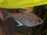 aqua53.jpg (11763 Byte)
