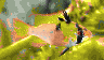 aqua56.jpg (13821 Byte)