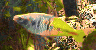 aqua57.jpg (17380 Byte)