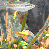 aqua58.jpg (15622 Byte)