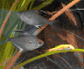 aqua59.jpg (16548 Byte)