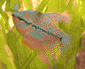 aqua60.jpg (27202 Byte)