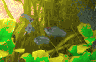 aqua61.jpg (23614 Byte)