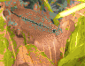 aqua62.jpg (29735 Byte)