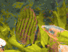 aqua63.jpg (20622 Byte)