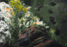 aqua65.jpg (24342 Byte)