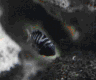 aqua66.jpg (6827 Byte)