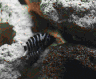 aqua68.jpg (14911 Byte)