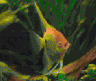 aqua70.jpg (17412 Byte)