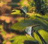 aqua72.jpg (14407 Byte)
