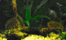 aqua_2.jpg (19155 Byte)